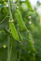 green peas growing on the farm