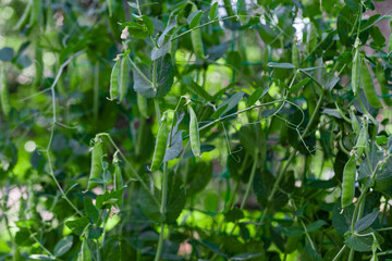green peas growing on the farm