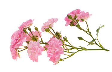 decorative small rose isolated