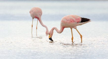 Obraz premium Andean flamingos on salt flats Chaxa, desert near San Pedro de Atacama, Chile. South America