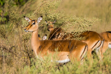 Female impala standing in african savanna. Moremi game reserve, Botswana.
