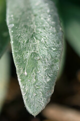 Wet Lambs Ear Leaf