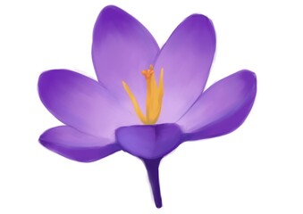 purple crocus flower isolated