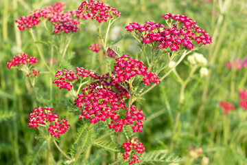 Red yarrow blooms in a flower bed,  summer day © wasnoch