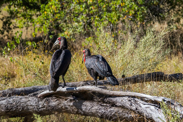 Two Southern Ground Hornbills (Bucorvus leadbeateri) perched on a tree.