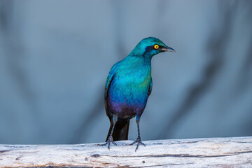Cape Glossy Starling (Lamprotornis nitens) in Moremi game reserve, Botswana.