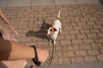 Naughty dog Jack Russell Terrier pulls the owner by the leash