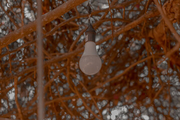 a lamp in the tree