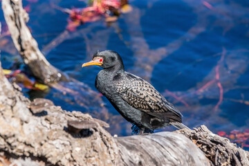 Reed cormorant perched on a log next to blue water