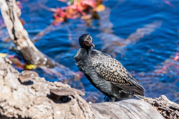 Reed cormorant perched on a log next to blue water