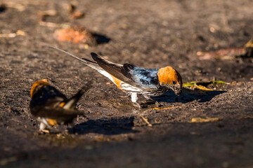 A lesser striped swallows (Cecropis abyssinica) collecting mud for a nest.