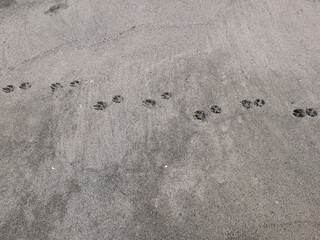 Fototapeta na wymiar impronte di cane sulla sabbia in spiaggia