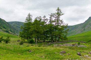 landscape with trees and clouds
