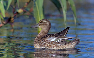 Garganey (Anas querquedula), Greece