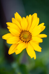 one yellow beautiful flower like the sun