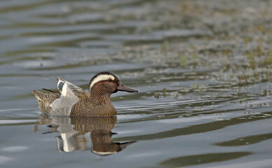 Garganey (Anas querquedula), Greece