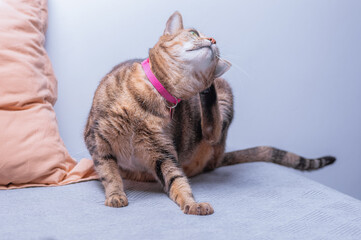 Image of a purebred Bengal cat in a pink anti-flea collar. The concept of caring and love for pets.