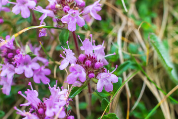flower in the garden