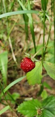 red forest berry strawberry