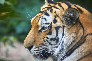 Beautiful Siberian tiger while dozing