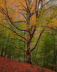yellow and green autumn tree