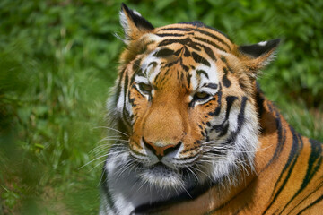 Beautiful Siberian tiger while dozing