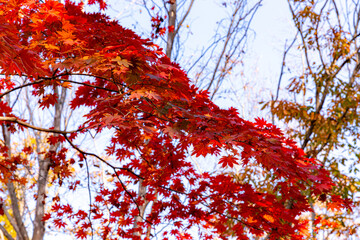 真っ赤なもみじ