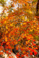 もみじの紅葉