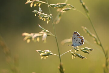 una farfalla su un filo d'erba