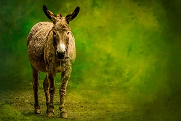 Tuinposter Farm donkey walking along a grassy field © Ralph Lear