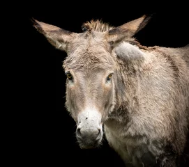 Schilderijen op glas Closeup of a donkey face © Ralph Lear