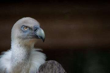portrait of a vulture with bright eyes