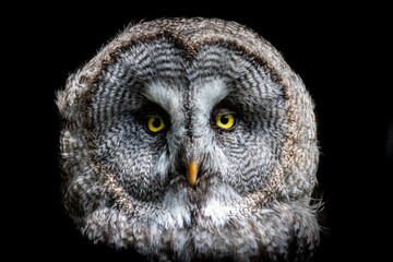 closeup of an owls face