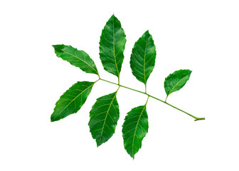 Naklejka na ściany i meble Green leaves isolated on white background with clipping path, neem leaves are used in medicine.