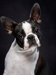 portrait of a dog on a black background. Attentive Boston Terrier