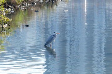 川に入って餌を探すアオサギ