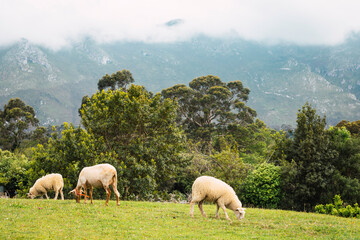 Sheep grazing in a meadow with mountains in the background.
Animals, livestock, bucolic landscape