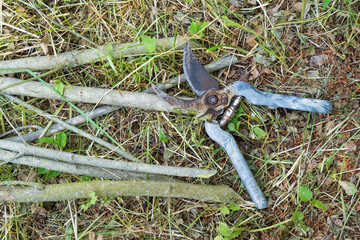 Obraz premium An old, traditional garden pruner with gray handles rests on the cut branches of a tree. Rusty parts of the tool. Garden work. Background. texture.