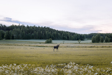 a moose on a field in finland at night time
