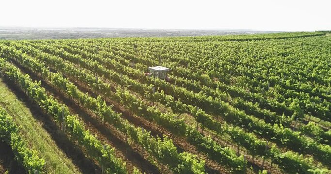 Aerial view: Tractor works the grape field. Amazing flying over the grape fields. 4k
