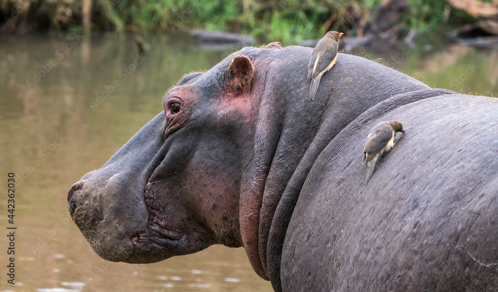 Wall mural hippopotamus is also called the hippo, common hippopotamus, or river hippopotamus