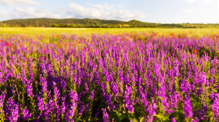 Fototapeta premium beautiful wild flowers in field. selective focus