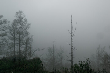 Fototapeta na wymiar Silhouette of the forest in the fog