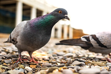 Funny pigeon looks into the camera while standing on the stones.