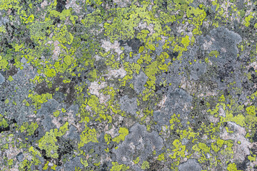 The texture of granite covered with a green bloom for many years
