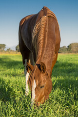 Vertical shot of young brown horse grazing in the green meadow