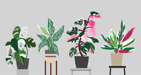 set of Philodendron   Monstera water color style vector © oh_hyyo