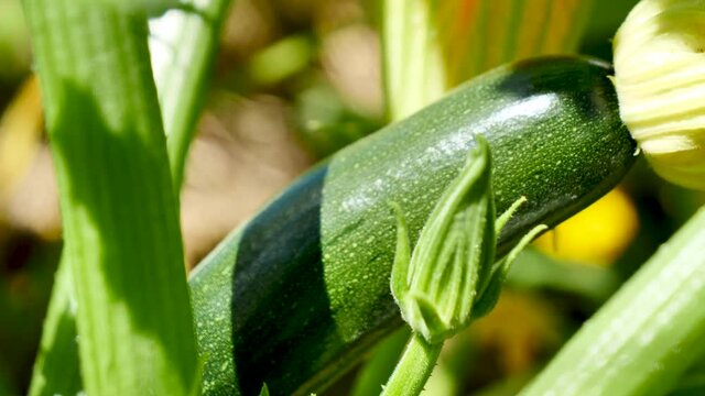 Courgette In The Garden With Flower