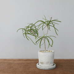Small plant with thin leaves and twig on wooden table
