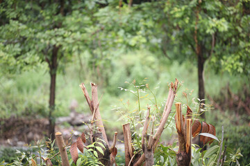 Broad Leaf Mahogany tree got cut
